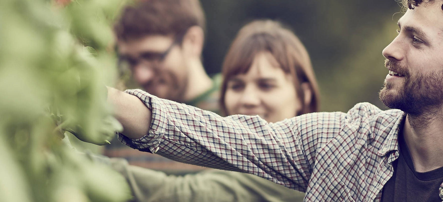 Group of people picking vegetables together in a garden or farm setting, smiling.